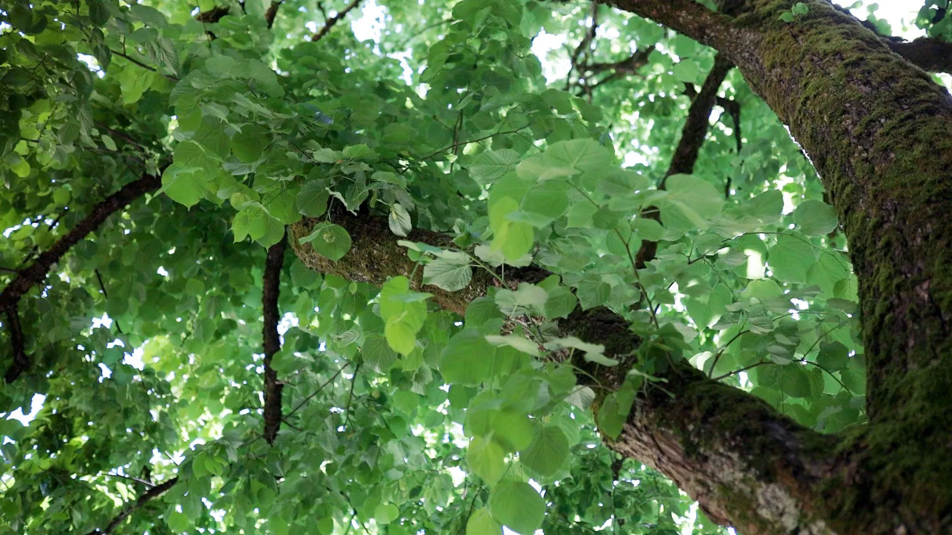 Baum