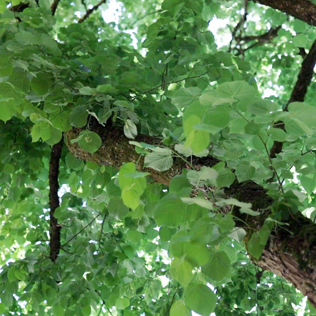 Baum